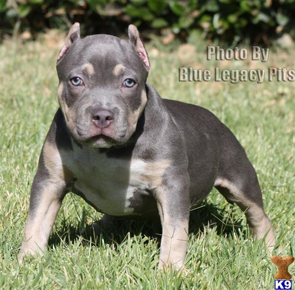 ARMANI....SOLD...SOLD....WWW.BLUELEGACYPITS.COM